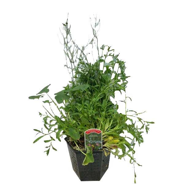 Waterplant Hex Marginal British Native Wildlife Planting 3 Litre 1 Waterplant Hex Marginal British Native Wildlife Planting 3 Litre