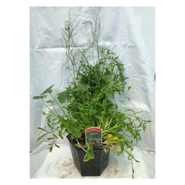 Waterplant Hex Marginal British Native Wildlife Planting 3 Litre 2 Waterplant Hex Marginal British Native Wildlife Planting 3 Litre - Image 2