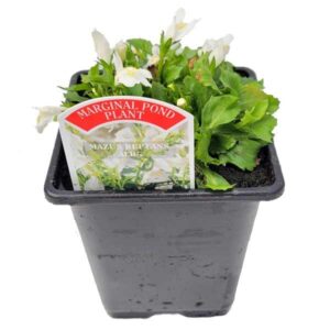 Waterplant Marginal White Mazus (Mazus reptans Alba) 9cm Pot