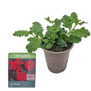Verbena Magelana Rapunzel Red 9cm Pot