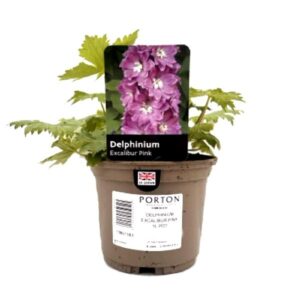 Delphinium Excalibur Pink 1L Pot