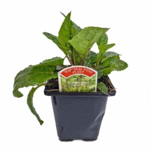 Waterplant Marginal Water Figwort (Scrophularia aquatica) 9cm Pot