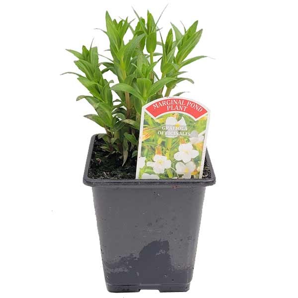 Waterplant Marginal Summer Snowflake/Hedge Hyssop (Gratiola officinalis) 9cm Pot 1 Waterplant Marginal Summer Snowflake/Hedge Hyssop (Gratiola officinalis) 9cm Pot