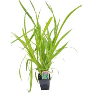 Waterplant Marginal Hop Sedge (Carex pseudocyperus) 9cm Pot