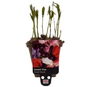 Sweet Pea Royal Mix 9cm Pot