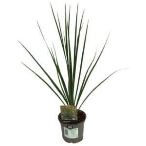 Torbay Palm (Cordyline australis) 1 Litre Pot