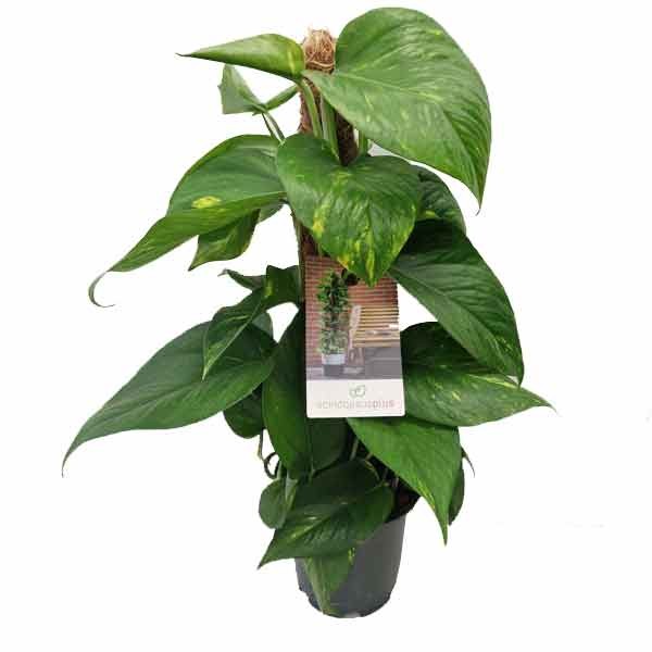Golden Pothos (Epipremnum aureum) with Moss Pole 19cm Pot 1 Golden Pothos (Epipremnum aureum) with Moss Pole 19cm Pot