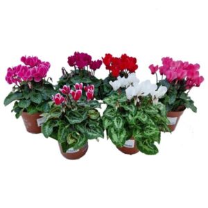 Cyclamen Assorted Colours 10cm Pot (Single)
