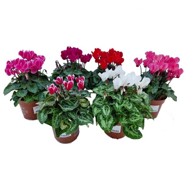 Cyclamen Assorted Colours 10cm Pot (Single) 1 Cyclamen Assorted Colours 10cm Pot (Single)