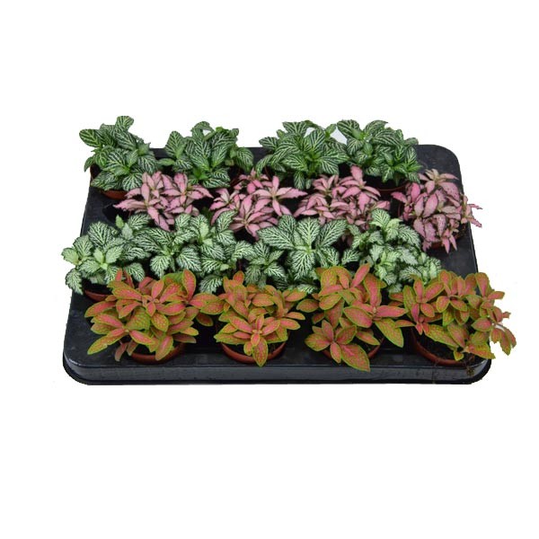 Nerve Plant Assorted 7cm Pot (Fittonia verschaffeltii) 1 Nerve Plant Assorted 7cm Pot (Fittonia verschaffeltii)