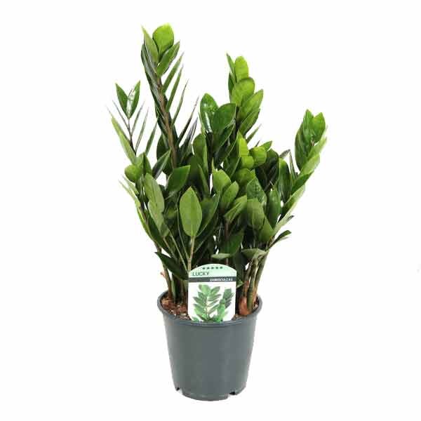 Zamioculcas lucky Classic 5+ 14cm Pot 1 Zamioculcas lucky Classic 5+ 14cm Pot