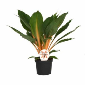 Chlorophytum orchi Green Orange 12cm Pot