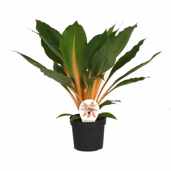 Chlorophytum orchi Green Orange 12cm Pot 1 Chlorophytum orchi Green Orange 12cm Pot