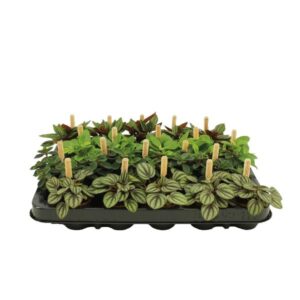 Peperomia Smit Bambino (Assorted) 5.5cm