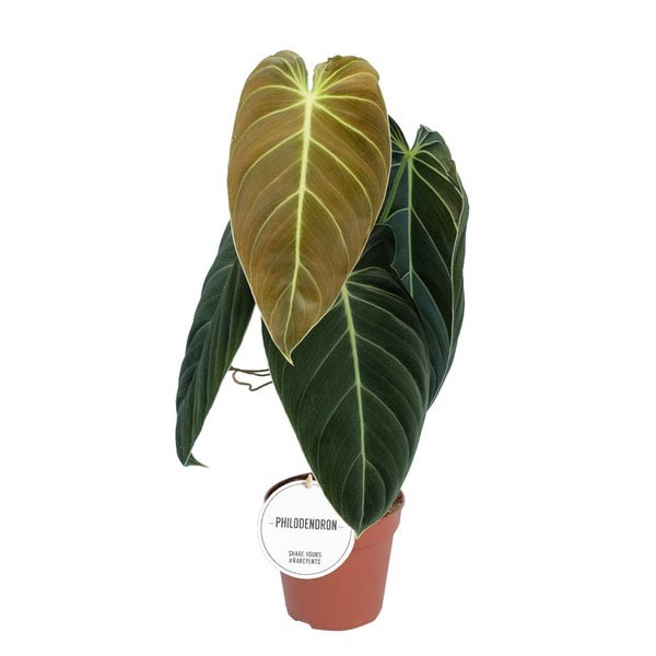 Philodendron melanochrysum "Black Gold" 12cm Pot 1 Philodendron melanochrysum "Black Gold" 12cm Pot