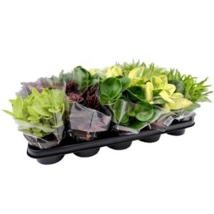 Peperomia Assorted Mix 8.5cm Pot
