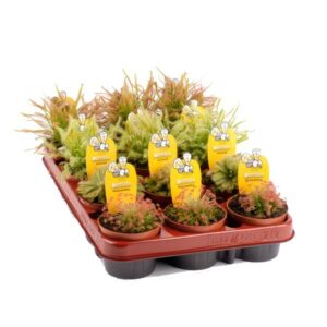Sundews Carnivorous Plant (Drosera) 8.5cm Pot