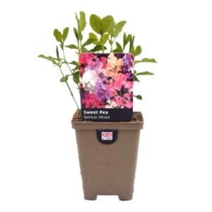 Sweet Pea Spencer Mix 9cm Pot