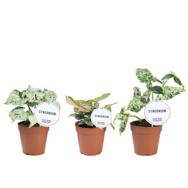 Syngonium 12cm (Assorted) 1 Syngonium 12cm (Assorted)