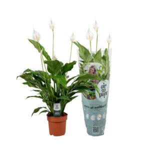 Peace Lily "Sweet Lauretta" (Spathiphyllum) 13cm Pot