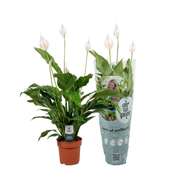 Peace Lily "Sweet Lauretta" (Spathiphyllum) 13cm Pot 1 Peace Lily "Sweet Lauretta" (Spathiphyllum) 13cm Pot