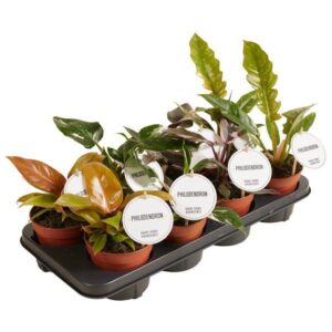 Philodendron "Princess Mix" 12cm