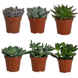 The Horti House Succulent 8.5cm Mix (assorted)
