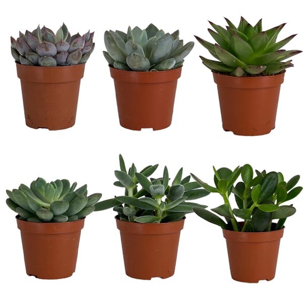 The Horti House Succulent 8.5cm Mix (assorted)