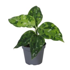 Javado Plants