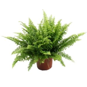 Boston Fern (Nephrolepis exaltata Boston) 12cm