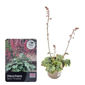 Heuchera Berry Timeless 1 Litre pot