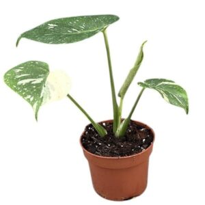 Monstera del Thai Constellation 10.5cm Pot