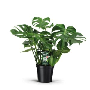Monstera deliciosa 21cm Pot
