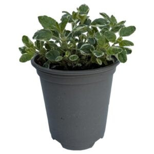 Oregano Country Cream 9Cm Pot