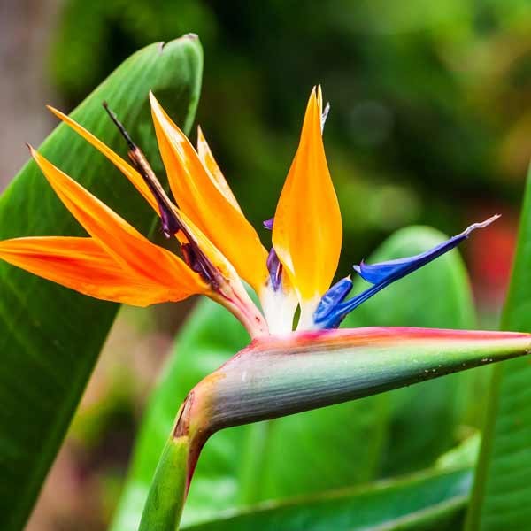 Unwins Houseplant Bird of Paradise 2 Unwins Houseplant Bird of Paradise - Image 2