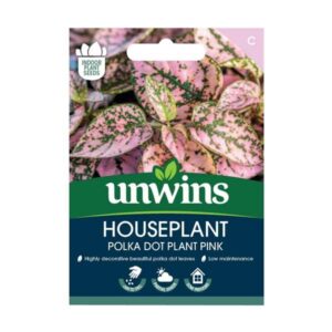 Unwins Houseplant Hypoestes Polka Dot Plant Pink