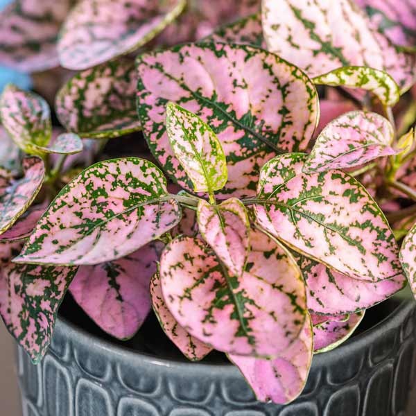 Unwins Houseplant Hypoestes Polka Dot Plant Pink 2 Unwins Houseplant Hypoestes Polka Dot Plant Pink - Image 2