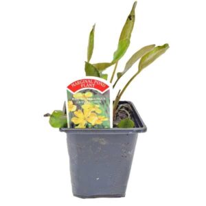 Waterplant Marginal Ranunculus lingua grandiflorus 9cm Pot