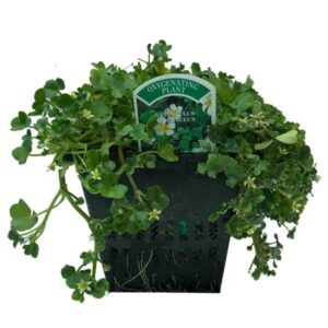 Waterplant Oxygenator Ivy-leafed Crowfoot (Ranunculus hederaceus) 1 Litre