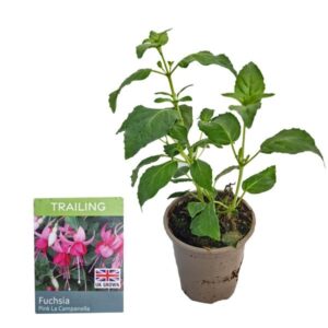 Fuchsia Trailing Pink La Campanella 9cm Pot