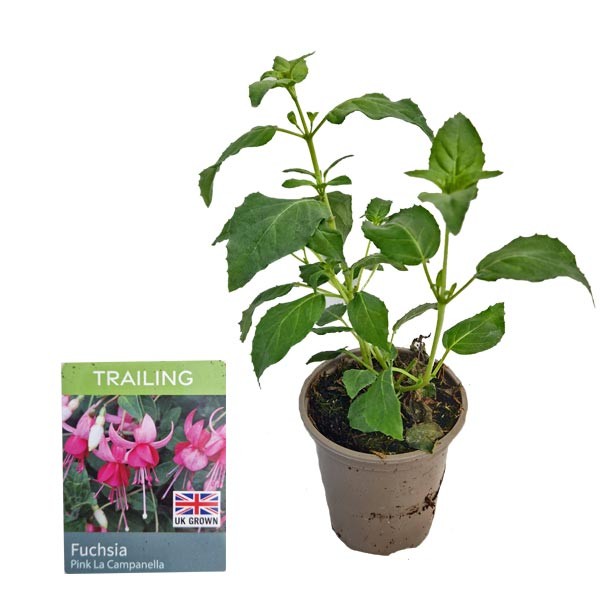 Fuchsia Trailing Pink La Campanella 9cm Pot 1 Fuchsia Trailing Pink La Campanella 9cm Pot