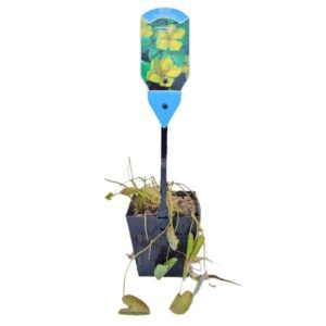 Waterplant Deep Water Floating Heart (Nymphoides peltata) 1 Litre