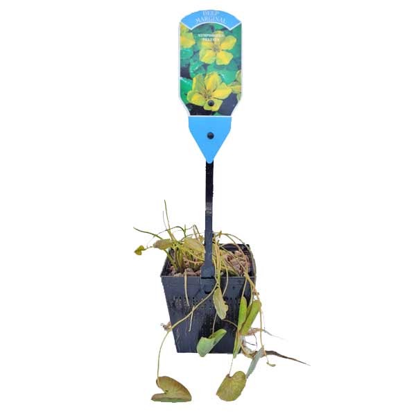 Waterplant Deep Water Floating Heart (Nymphoides peltata) 1 Litre