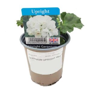 Geranium White Upright 9cm Pot