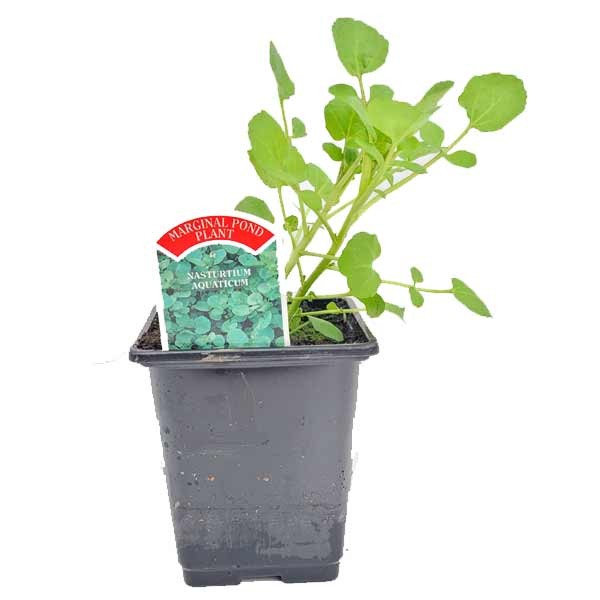 Waterplant Marginal Watercress (Nasturtium aquaticum) 9cm Pot