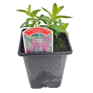 Waterplant Marginal Purple Loose Strife (Lythrum salicaria) 9cm Pot