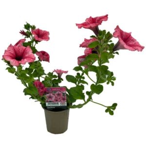 Petunia Surfinia Trail Hot Red 9cm Pot