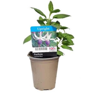 Fuchsia Carmel Blue 9cm Pot