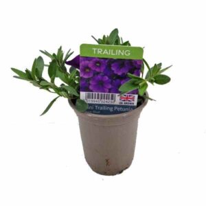 Petunia Mini Trailing Deep Blue 9cm Pot