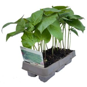 Runner Bean Enorma 6 Pack